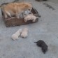 Marley con su mamá y sus hermanitos! (: 